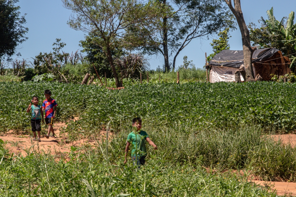 Sojabønner findes praktisk talt lige uden for folks dør i Yukyry.